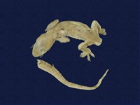 藏品(蝎虎)的圖片